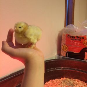 5 toed chick