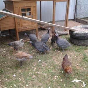 My Easter Eggers, Barred Rocks, and Guinea Fowl