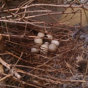 Cayuga Nest