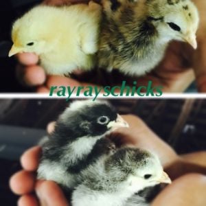 Our feathery babies