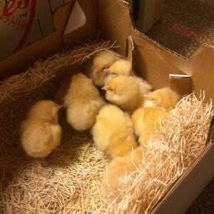 The Chicks have arrived!