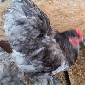 Blue Cochin - Pullet turned Roo - Growth Photos