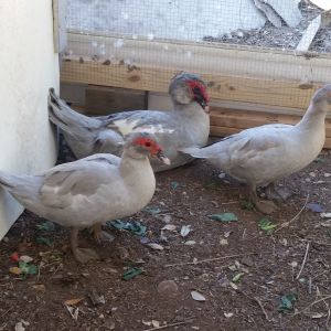 Lavender Muscovy's