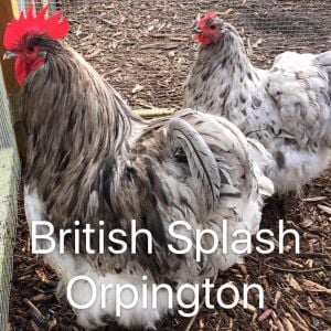 Imported British Splash Orpington