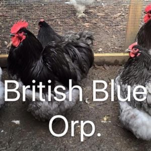 Imported British Blue Orpington