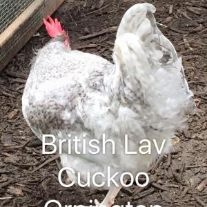 Imported British Lavender Cuckoo Orpington
