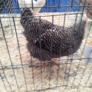 Chickens at the state fair 2016