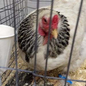 Chickens at the state fair 2017