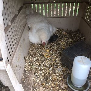 Pee & her 2 chicks
