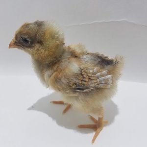 Blue Laced Red Wyandottes