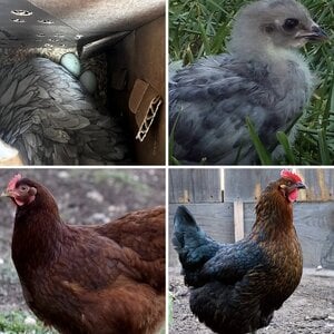 My Loved Hens that have gone to the Rainbow Bridge