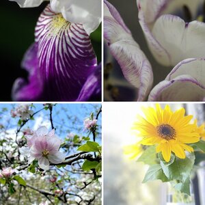 BYC's Springtacular Flower Photos
