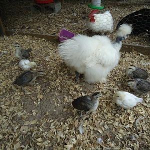 Diva the showgirl and her hatch of 9 Bantam Phoenix