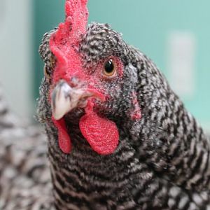 Dixie - Barred Plymouth Rock