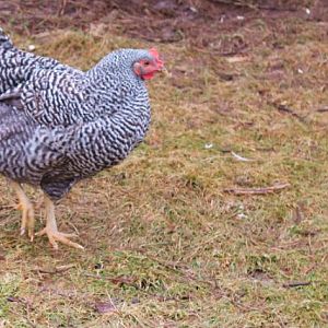 Marge - Barred Plymouth Rock
