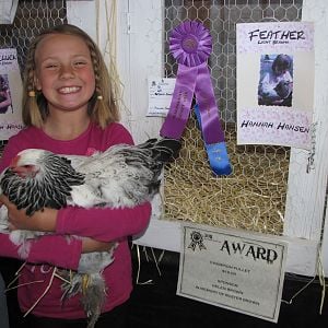 "Feather" Light Brahma takes Champion Pullet at the county fair for my daughter.