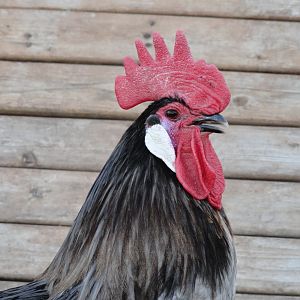 Blue Andausian Rooster "Alejandro"