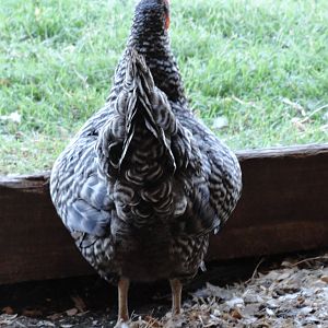 Plymouth Barred Rock Hen  "Ree"