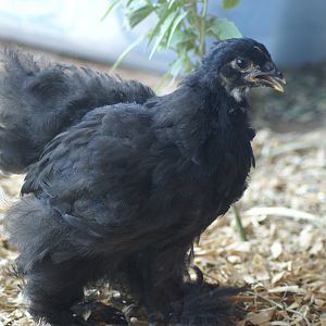 Giant Black Cochin Chick  "Midnight"
