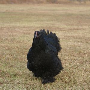 Giant Black Cochin hen "Midnight"
