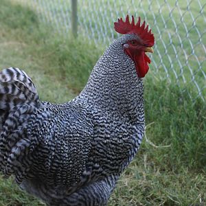 Plymouth Barred Rock Rooster  "Mumbo"