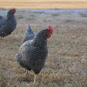 Plymouth Barred Rock Hens  "Georgie" and "Emily"