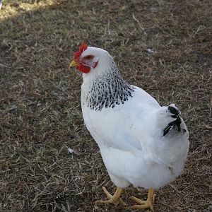Delaware Hen  "Gigi"