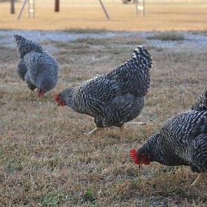 Plymouth Barred Rocks: "Ree",  "Emily"  and "Georgie"