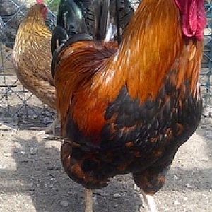 Welsummer rooster chest
