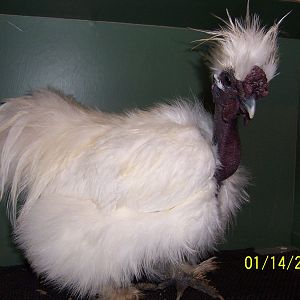2009 Cock main breeder. Band W# 94