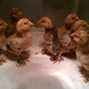 mille d'uccle chicks 2012