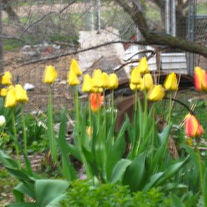 yellow tulip garden