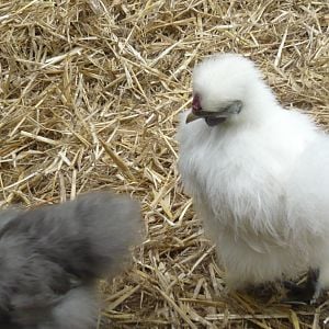 My silkie roo i think