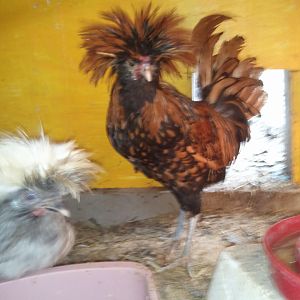 Gold Laced Polish Rooster
