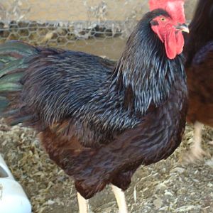 HEREITAGE RHODE ISLAND RED ROOSTER