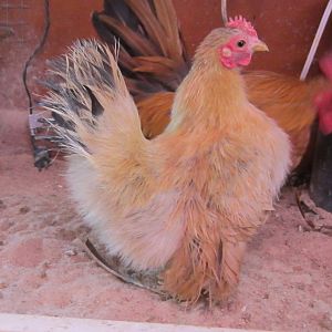 Saffron, a 2010 buff Silkied Serama.  She's a great egg layer, twice a year broody, and  a sweet girl.  She doesn't get along with the other girls, so she shares a loft with her hubby, Avagna.