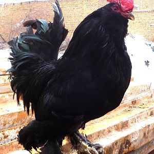 AZERBAIJAN MARAND BREED
Rare Breed Poultry
black Azerbaijan