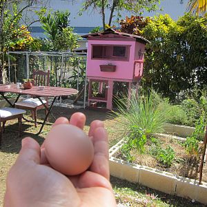 The first egg they lay at Villa Gallina :O)