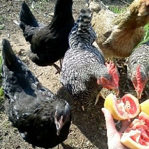 Some people say you should not give your hens citrus but my girls love the leftover bits from the grapefruits we eat and I haven't seen any ill effects.