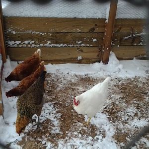 I shoveled out the coop....and the ladies are happy!