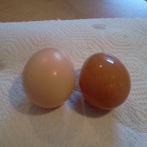 This is the color range of brown eggs I get