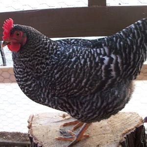 Lilly (Barred Rock)