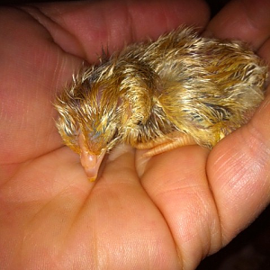 Baby Serama, hatched 2/6/12