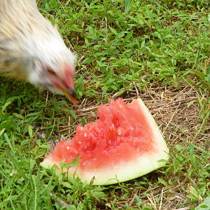 Twitch the Rooster enjoying some watermelon.