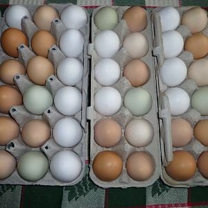 3 1/2 dozen worth of eggs