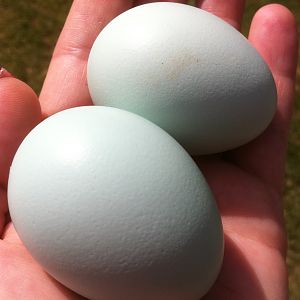White Ameraucana Eggs