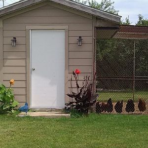 Lets see if this works!  Photo of my coop!