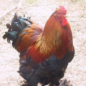 Partridge Brahma cock, champion 2009 and 2010
