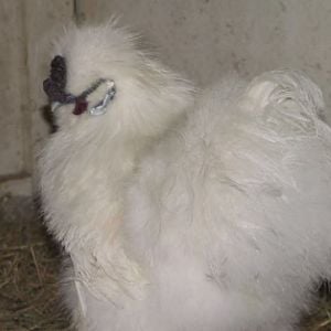 Bearded white silkie stag