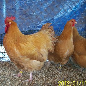7 Month Old Cockerel w/Pullets